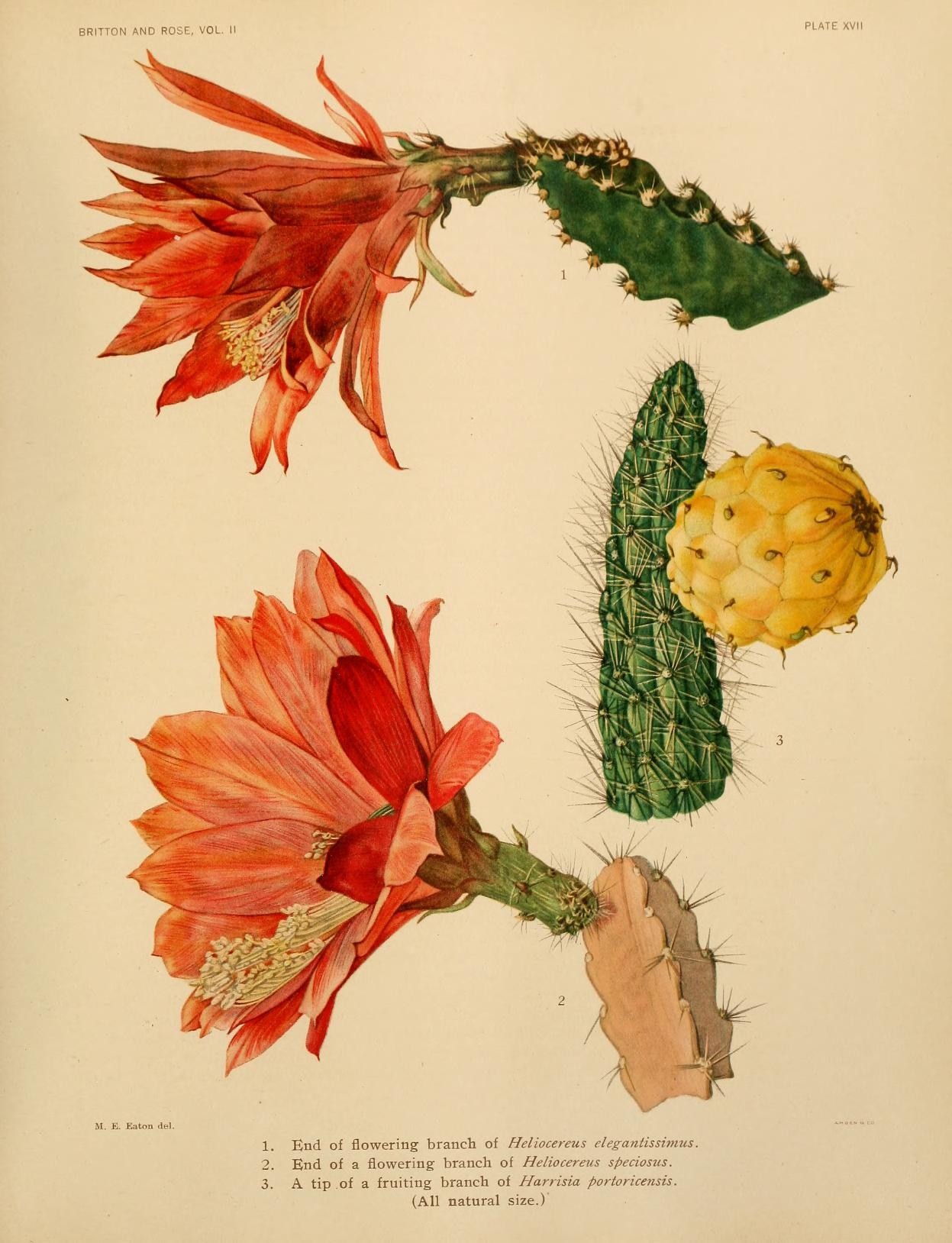 Vintage botanical illustration of Heliocereus cactus plate by Mary Emily Eaton from The Cactaceae