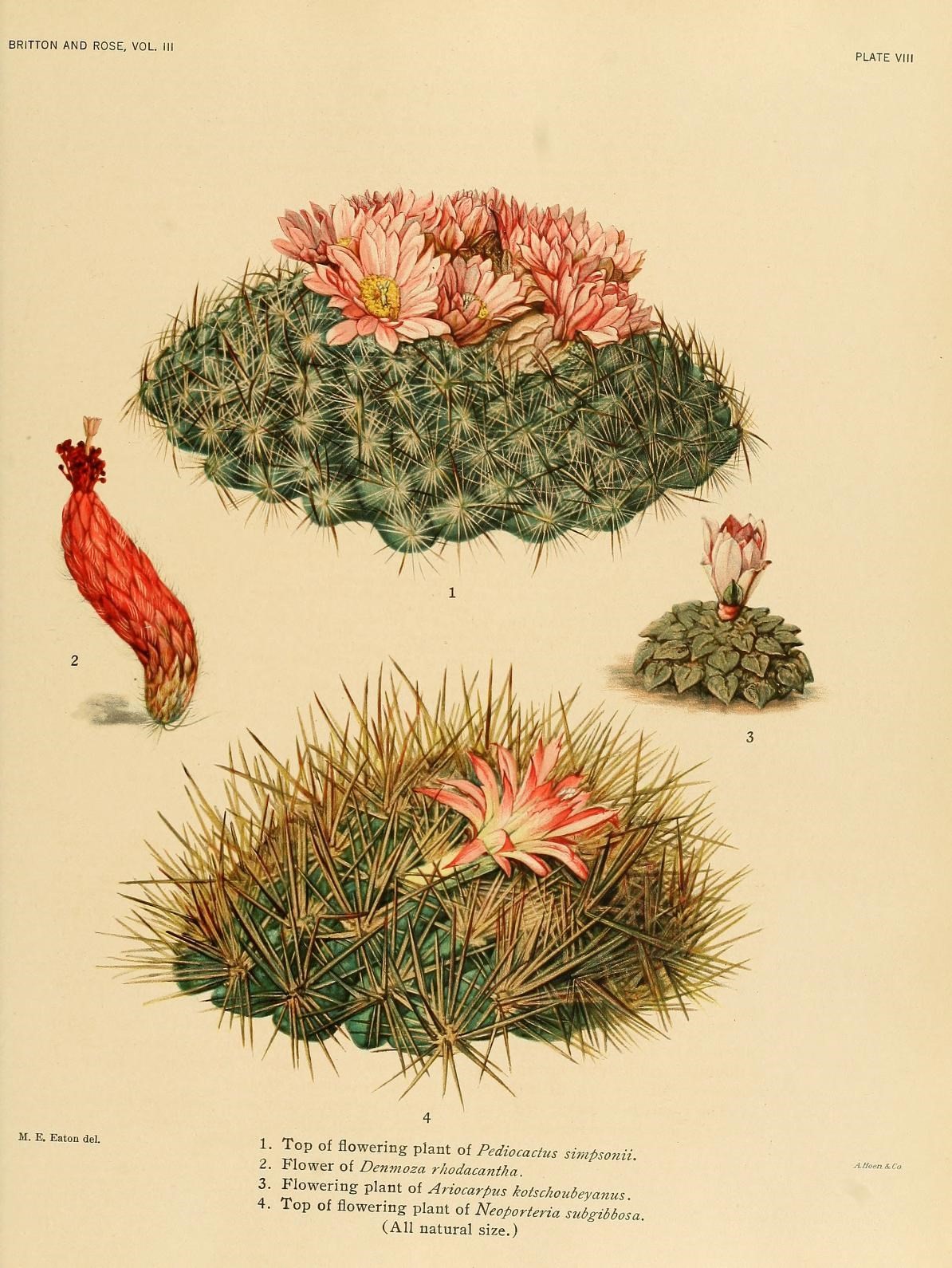 Vintage botanical illustration of Cactaceae plate by Mary Emily Eaton