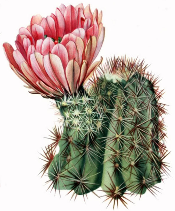 Vintage botanical illustration of Echinocereus cactus plate by Mary Emily Eaton