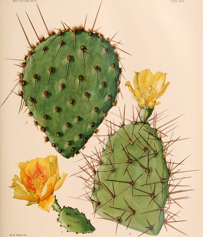Decorative vintage botanical illustration of a flowering cactus